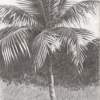 Palm Tree - Grand Cayman - Pencil Drawing Drawings - By Dave Barazsu, Realisic Drawing Artist